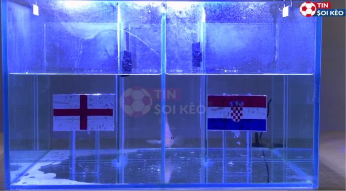 Cá vàng dự đoán Anh vs Croatia, 20h00 ngày 13/6 - Euro 2021